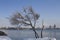 Ice frozen tree by lake and Changchun skyline in winter after snow storm. Jilin, China