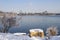 Ice frozen tree by lake and Changchun skyline in winter after snow storm. Jilin, China