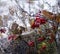 ice glass reflection viburnum red berry autumn leaves close-up