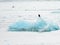 Ice from the Hubbard Glacier floating in the bay