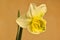 Ice King Daffodil Three Petals 05