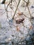 Ice on the lake and the brown frog at spring