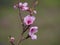 Ice peach tree branch in pink bloom. Spring season. Fruit trees for gardens