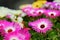 Ice plant. Blooming Livingstone daisies