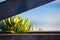 Ice plant, Carpobrotus edulis, along wooden fence on California