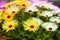 Ice plant. Close up of  Livingstone daisies