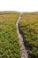 Ice Plant Field with Dirt Pathway