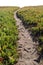 Ice Plant Field with Dirt Pathway