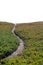 Ice Plant Field with Dirt Pathway