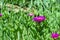 Ice plant flower close up photo.