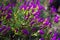 Ice-plant (Lampranthus multiradiatus) plant