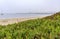 Ice plant and sand on the beach on the Pacific Ocean beach Half Moon Bay near San Francisco on a foggy day