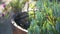 Ice plant succulent gardening in California, USA. Home garden design. Natural botanical ornamental mexican houseplants