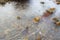 Ice in Puddle with Pebbles Beneath and Leaf Emerging