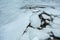 Ice Sheet Cracks Over Black Rocks