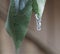 A ice sickle on a rubber tree in the Texas ice storm.