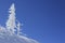 Ice and snow covered pine tree