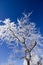 Ice and Snow Covered Tree