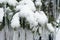 Ice and snow on a tree after a sleet. Winter concept