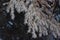 Ice spikes and icicles on tree branch after cold frosty snow storm