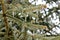 Ice Storm Displayed on Pine Needles