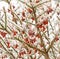 Ice storm  frozen covered Burning Bush branches