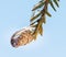 Ice storm  frozen covered conifer cone in Winter