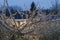 Ice storm impacts on trees