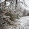 Ice storm impacts on trees