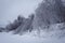 Ice storm impacts on trees