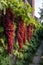 Ice super-long grapes, beard-shaped vines, the background is the garden backyard