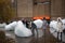 Ice Watch by Olafur Eliasson : Giant Ice blocks from Greenland installed outside Tate Modern art gallery