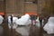 Ice Watch by Olafur Eliasson : Giant Ice blocks from Greenland installed outside Tate Modern art gallery