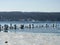 Ice water melts on Cayuga Lake shore with frozen pilings and waterfowl