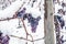 Ice wine. Wine red grapes for ice wine in winter condition and snow