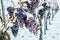 Ice wine. Wine red grapes for ice wine in winter condition and snow