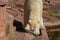 Icebear walking in zoo in germany in nuremberg