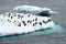 Iceberg with Adelie penguins standing upside in Antarctic Ocean near Paulet Island Antarctica. One penguin ist jumping into sea.