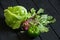 iceberg cabbage lettuce leaves Swiss chard and sweet green peppers on a wooden black table, vegetables for salad