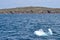 Iceberg chunk floating in bay outside St. John\\\'s with Cape Spear shoreline and lighthouse on horizon