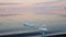 Iceberg field, Antarctic Sound, calm waters