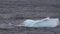 Iceberg floating at the Skjoldungen fjord, a coastal island of Greenland.