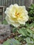 Iceberg Floribunda Rose Plant Photo