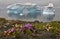 Iceberg and flowers. Nature and landscapes of Greenland.