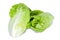 Iceberg lettuce