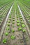 Iceberg lettuce plantation. Irrigation canals with water