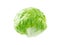 Iceberg lettuce salad head