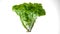 Iceberg lettuce twisting around slowly clockwise on white background