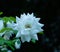 Iceberg rose, real white rose close up