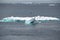 Icebergs with Adelie penguins upside in Antarctic Ocean near Paulet Island Antarctica.